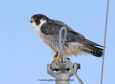 Peregrine falcon