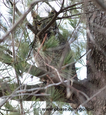 Great Horned Owl