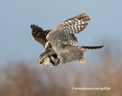 Northern Hawk Owl