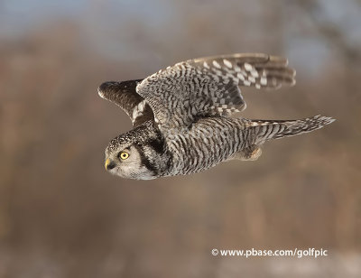 Northern Hawk Owl