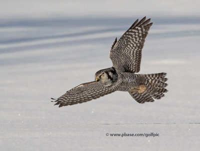 Northern Hawk Owl