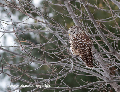 Barred Owl