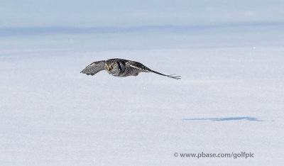 Northern Hawk Owl (Easy Glider)