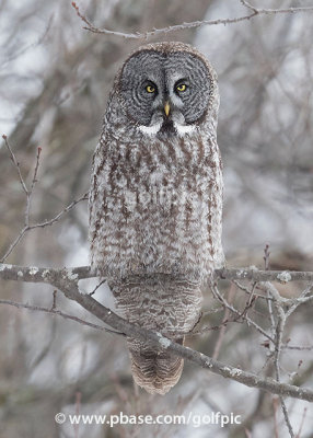 Great Gray Owl