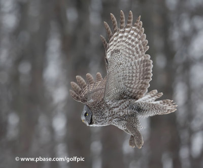 Great Gray Owl