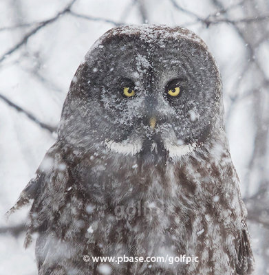 I am not a snowy owl despite appearances