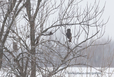 Two great gray owls 