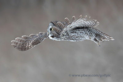 Great Gray Owl