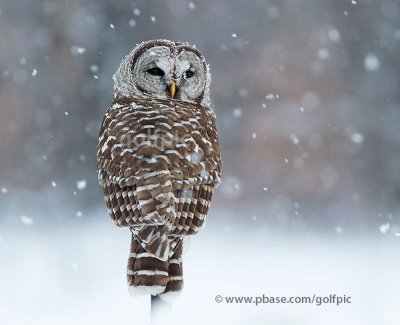 Barred Owl in falling snow