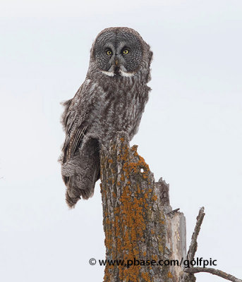 Great Gray Owl