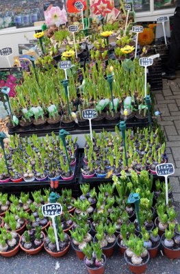 55 - Flower Market