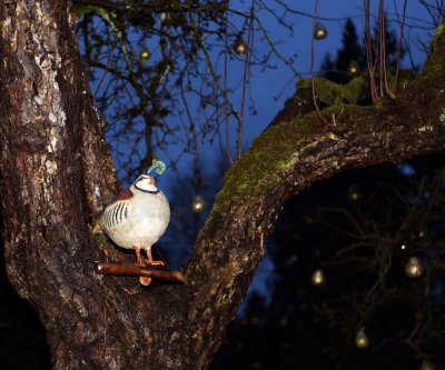 Butchart Gardens with Holiday Lights - 2015