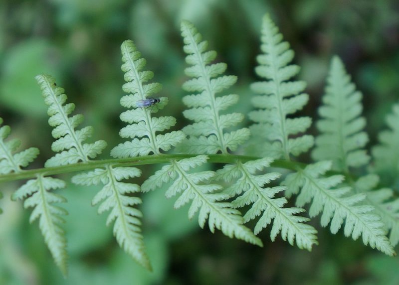 Fern