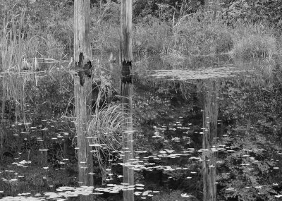 Pond