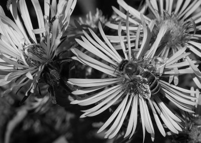 Bee