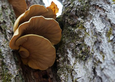 Shrooms