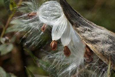 Milkweed