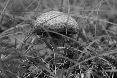 Shroom