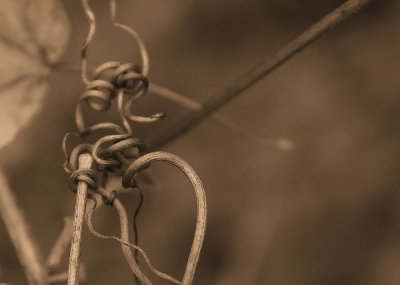 Grape vine