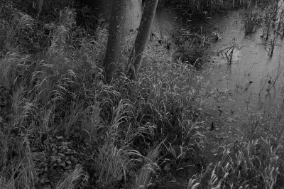 Grasses and trees