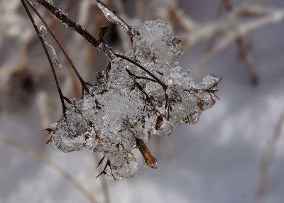 Cold