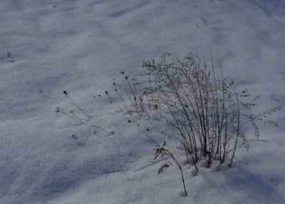 Shadows in the snow 10