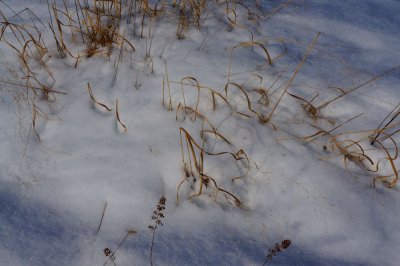 Shadows in the snow 11