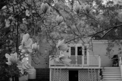Magnolias in my back yard (soon to be back)