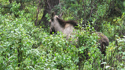 AK 2013 pw 61.jpg