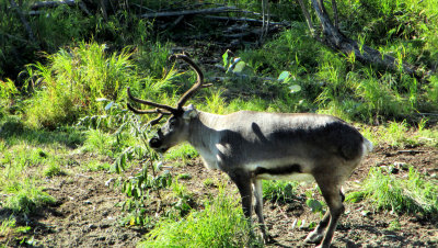 AK 2013 pw11.jpg