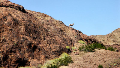 Desert big horn sheep Yuma, Az  pw.jpg