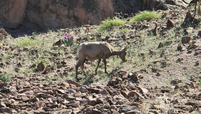 Desert big horn sheep Yuma, Az2  pw.jpg