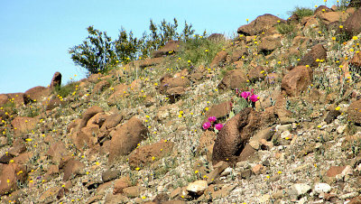 Desert wild flowers, Az  pw.jpg