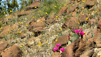 Desert wild flowers, Az2  pw.jpg