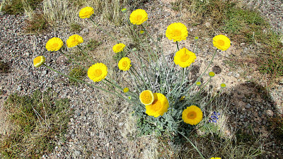 Desert wild flowers, Az3  pw.jpg