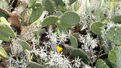 Desert wild flowers, Az4  pw.jpg