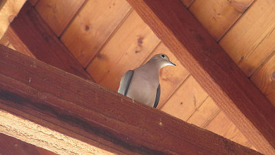 Dove pw.jpg