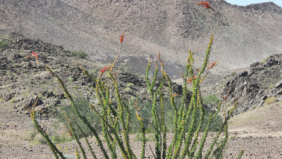 Flowering Ocotillo  pw.jpg