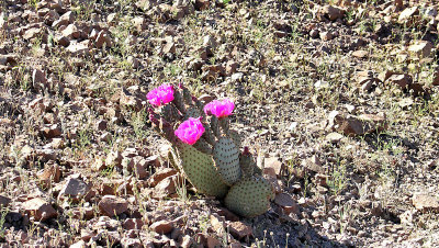 Flowering Prickly Pear  pw.jpg