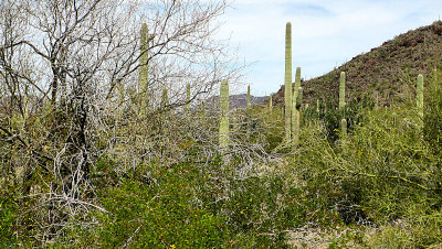 Saguaro National Park, Az  pw.jpg