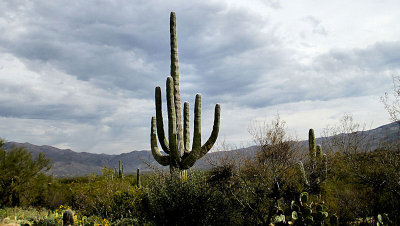 Saguaro National Park, Az2  pw.jpg