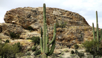 Saguaro National Park, Az4  pw.jpg