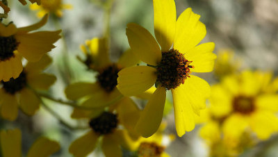 Wild flowers  pw.jpg