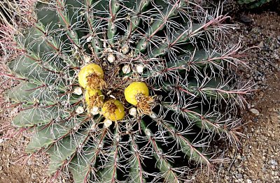 Barrel Cactus ready to bloom.jpg