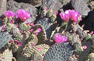 Cactus Flowers.jpg