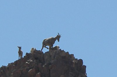 Desert Bighorn Ewe and Lamb.jpg