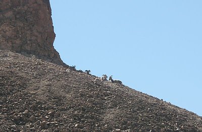 Desert Bighorn Ewes.jpg