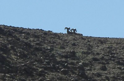 Desert Bighorn Rams.jpg