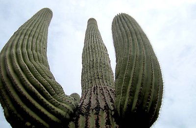 Saguaro up close.jpg