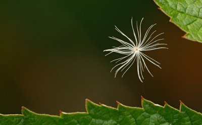 Plantes / Plants